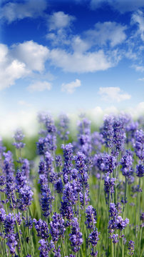 Fototapeta lavender field on sunny day
