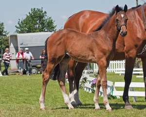 Fohlen