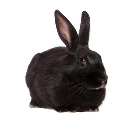 black rabbit, isolated.