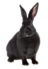 Obraz premium rabbit, isolated.