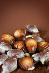Swiss Chocolate Seashells border