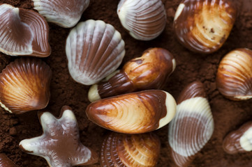 Chocolate Seashells and cocoa powder background