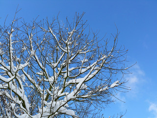 winterbaum