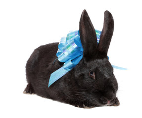 rabbit with blue bow.