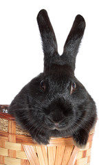 rabbit in a basket, isolated.