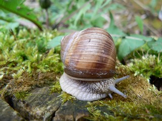 Roman snail  (Helix pomatia)