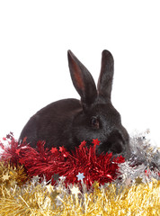 black rabbit in a tinsel.