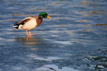 Freezing Duck on frozen lake