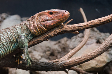 Lizard Close-up
