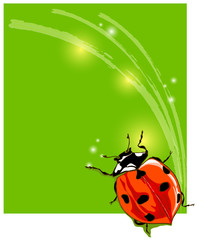 Beautiful ladybird