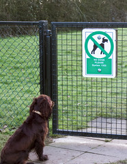 No dogs allowed - 20331335
