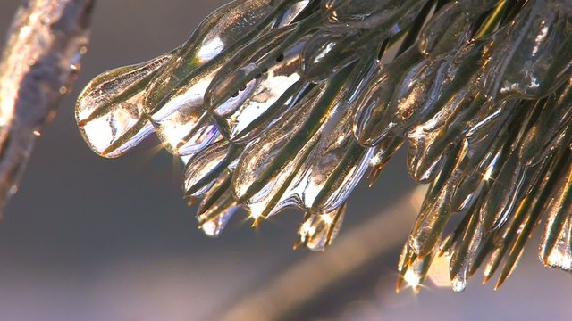 HD Spruce twig with frozen needles, closeup