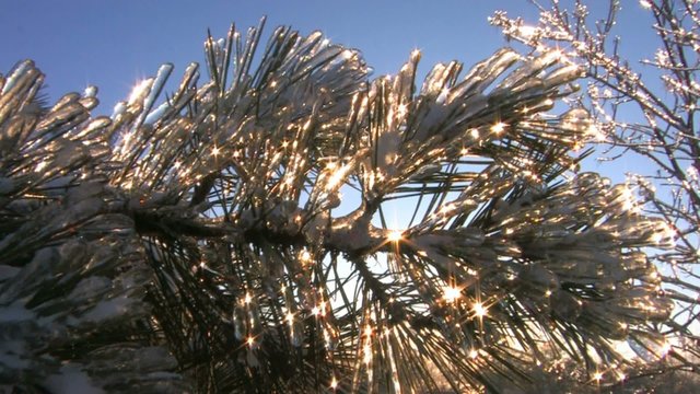 HD Winter sun shines through frozen spruce branch, closeup