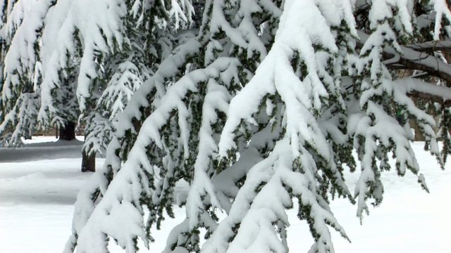 HD Spruce trees covered by snow