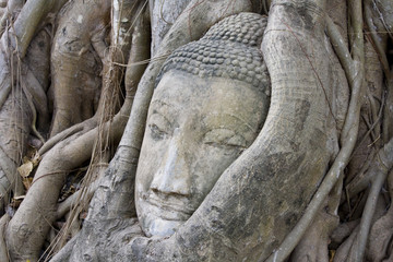 Obraz premium Head of Sandstone Buddha at Wat Mahatat, Ayutthaya.Thailand.