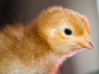 Little yellow and orange fuzzy chick portraits