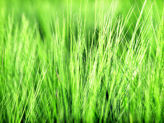 Grass
