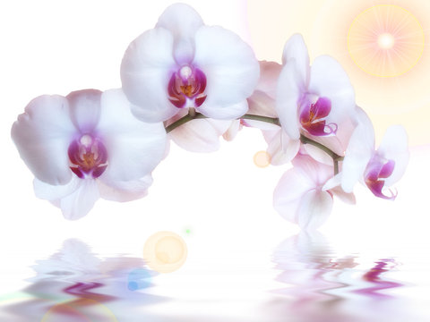 orchidées au soleil