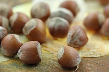noisettes sèches sur feuilles d'automne