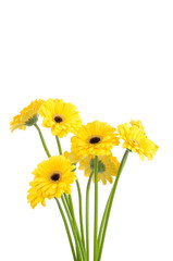 Gerber  isolated on white background