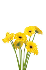 Gerber  isolated on white