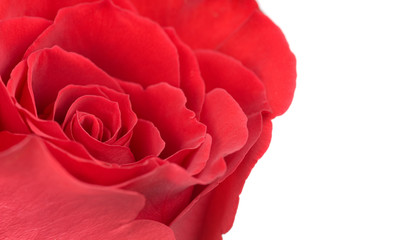 Macro photo of red rose isolated on white background