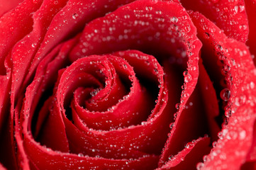 Macro photo of red rose with water drops