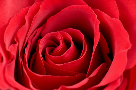 Macro photo of red rose