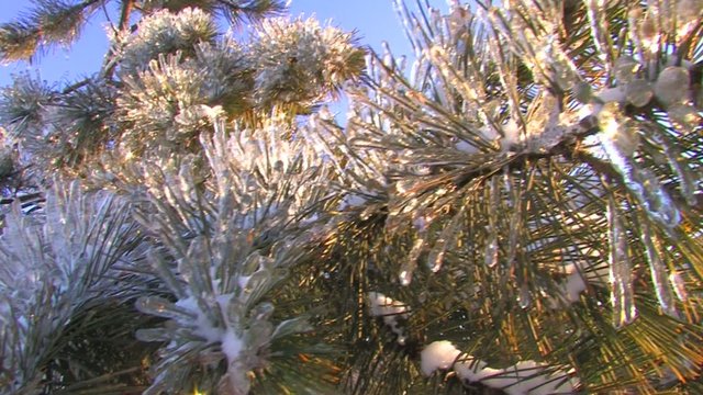 HD Spruce branch covered with frost, closeup