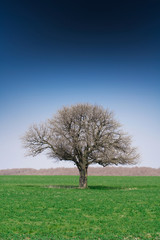 Fototapeta premium Lonely Tree.Lonely Tree.Lonely tree