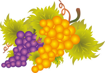 Grape vector