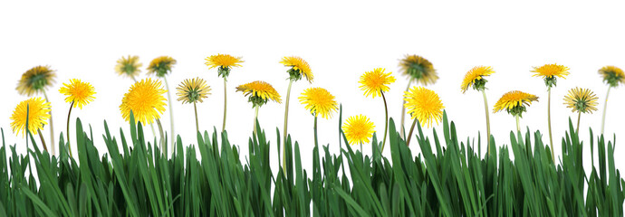 green grass and dandelions