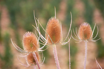 Obraz premium Chardons