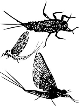 silhouette of may fly nimph imago vector