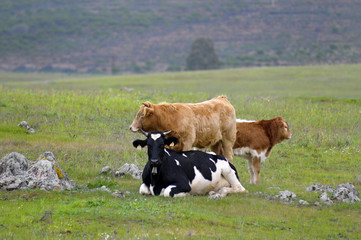 Fototapeta premium Cattle