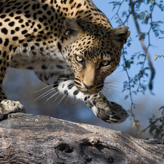 Leopard - Blick