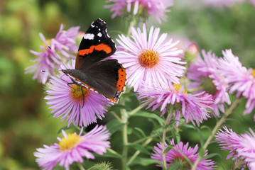 Flowers and Butterfly