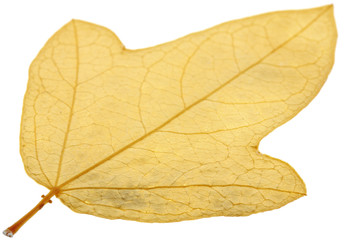 feuille sèche fond blanc