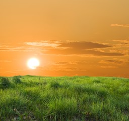 Fototapeta na wymiar green meadow on a sunset