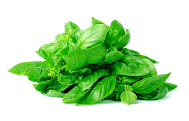 Green basil isolated on white