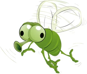 Foto op Plexiglas green insect © liusa