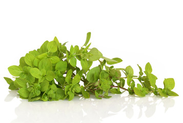 Oregano Herb Leaves