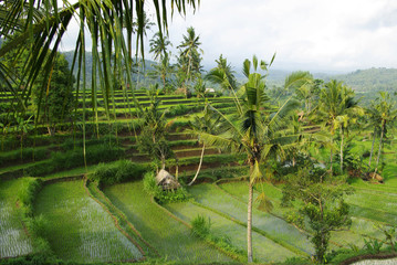 Fototapeta premium Large view of young watered ricefield in Bali island