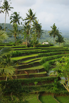 Young ricefields with coconut palms and irrigation system