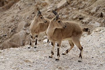 two beautiful wild goats