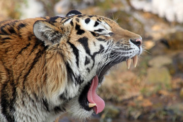 Porträt Sibirischer Tiger 03