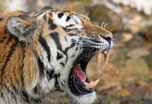 Porträt Sibirischer Tiger 04