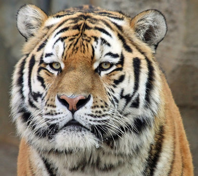 Porträt Sibirischer Tiger 02