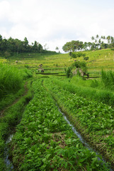 Fototapeta na wymiar Terrace ricefields and palms in Bali