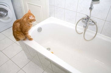 Kurilian bobtail on bath